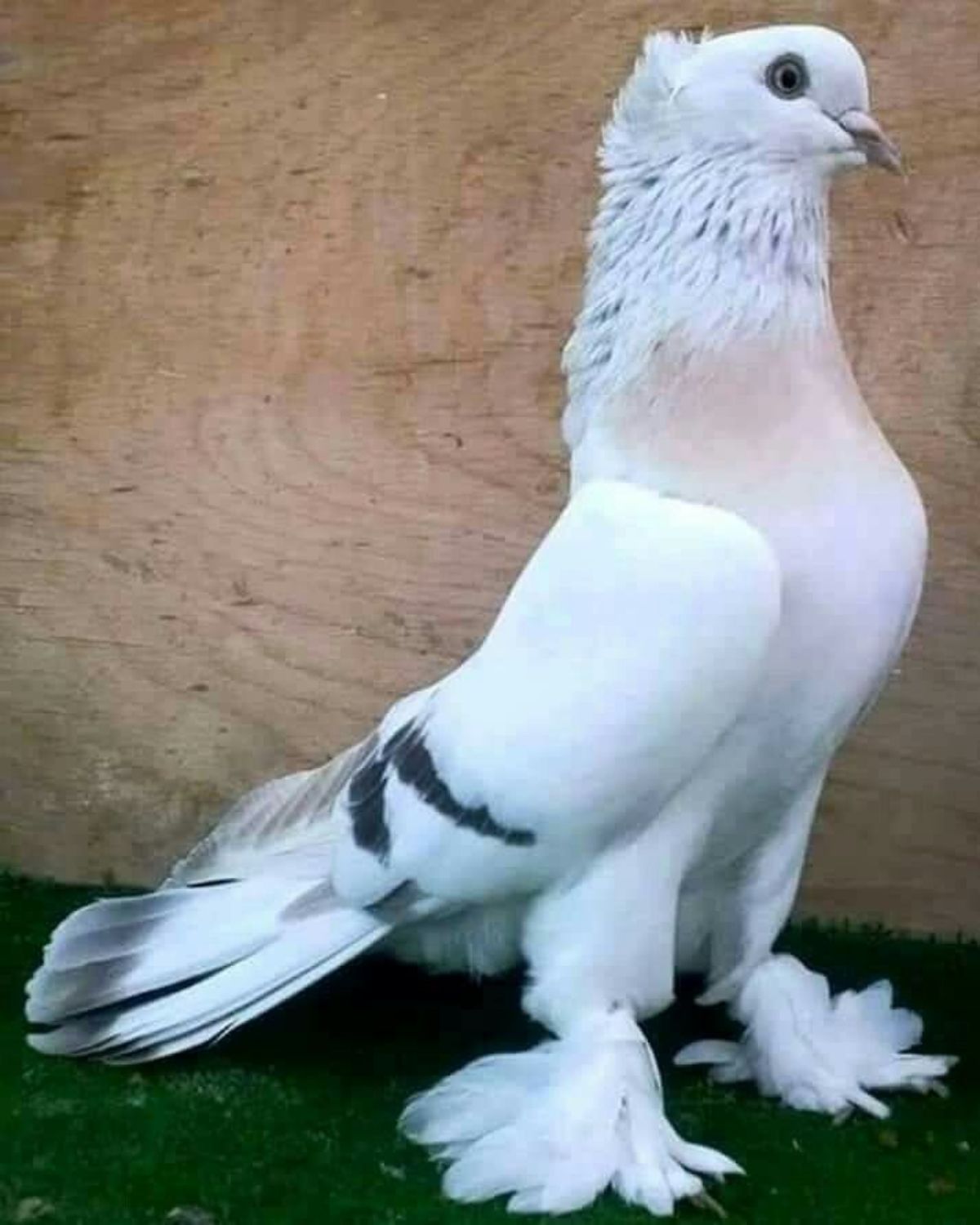 Pigeon paon