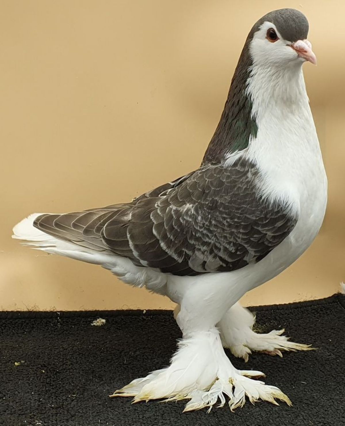 Pigeon paon - photo 2