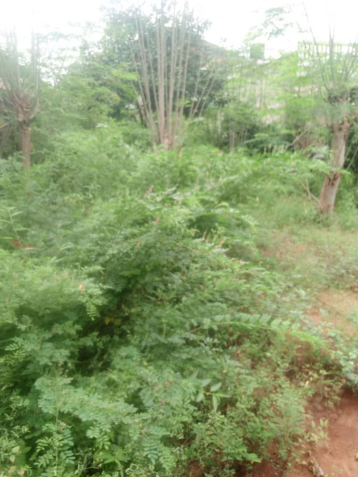 Terrain 1/2 lots Agoe koffi panou 100 m goudron - photo 2