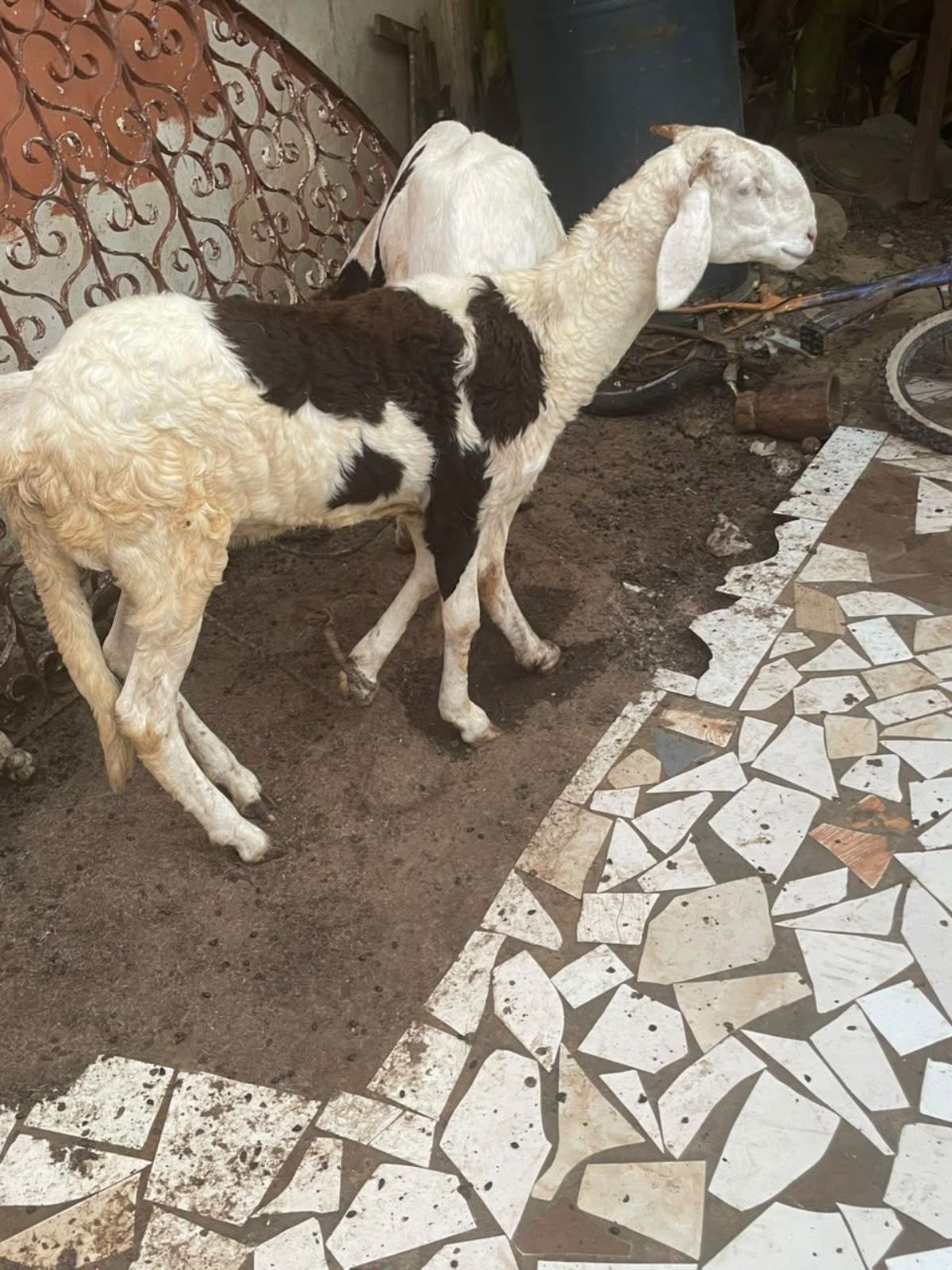 Jeune femelle ladoum de 7 mois - photo 2