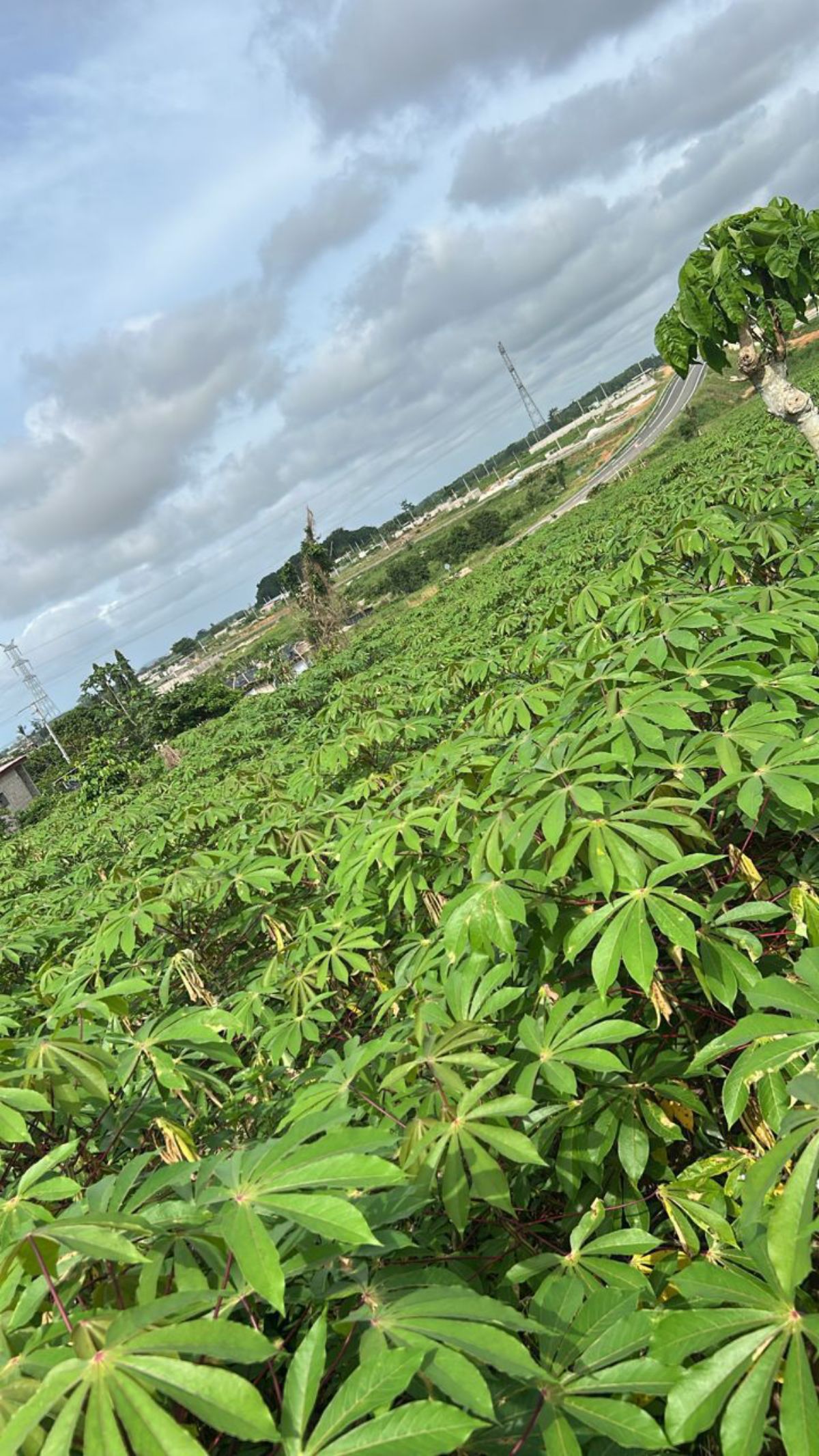 Terrain à vendre à Songon - photo 2