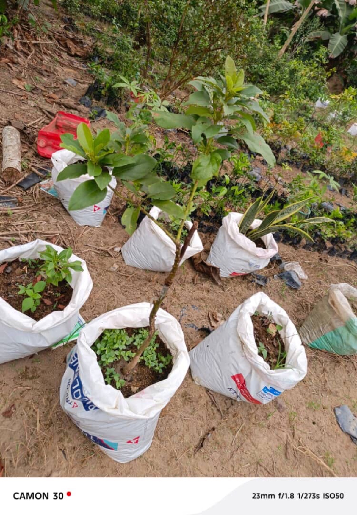 PÉPINIÈRE D’ARBRES FRUITIERS EN VENTE