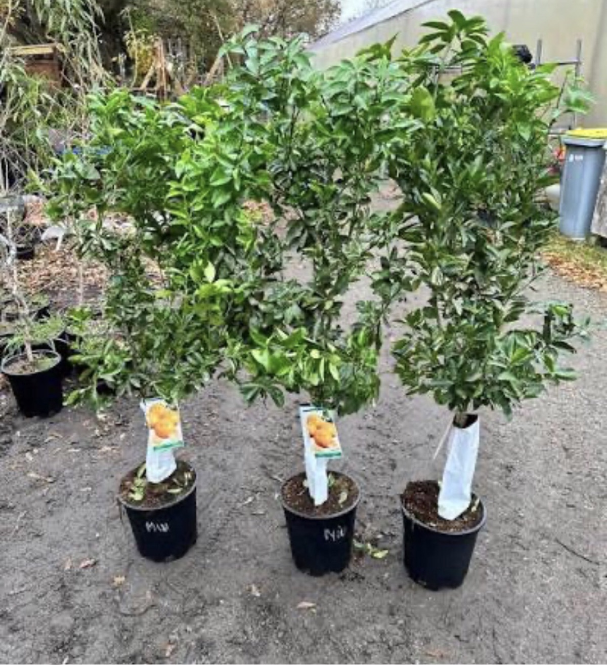 PÉPINIÈRE D’ARBRES FRUITIERS EN VENTE - photo 2