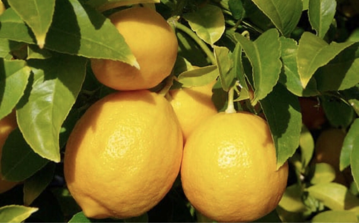 ETS PÉPINIÈRES AGRO - photo 3