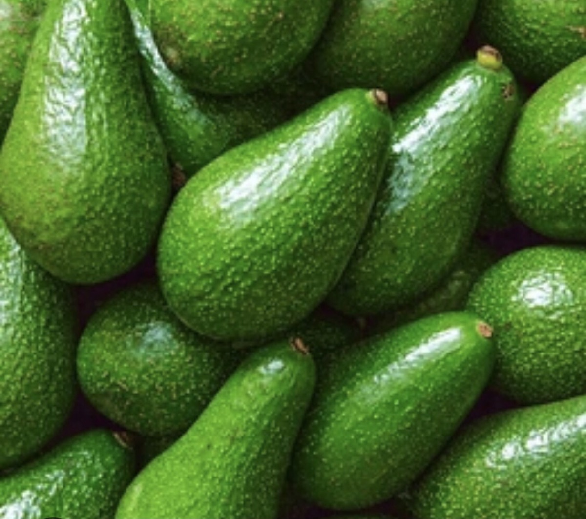 ETS PÉPINIÈRES AGRO