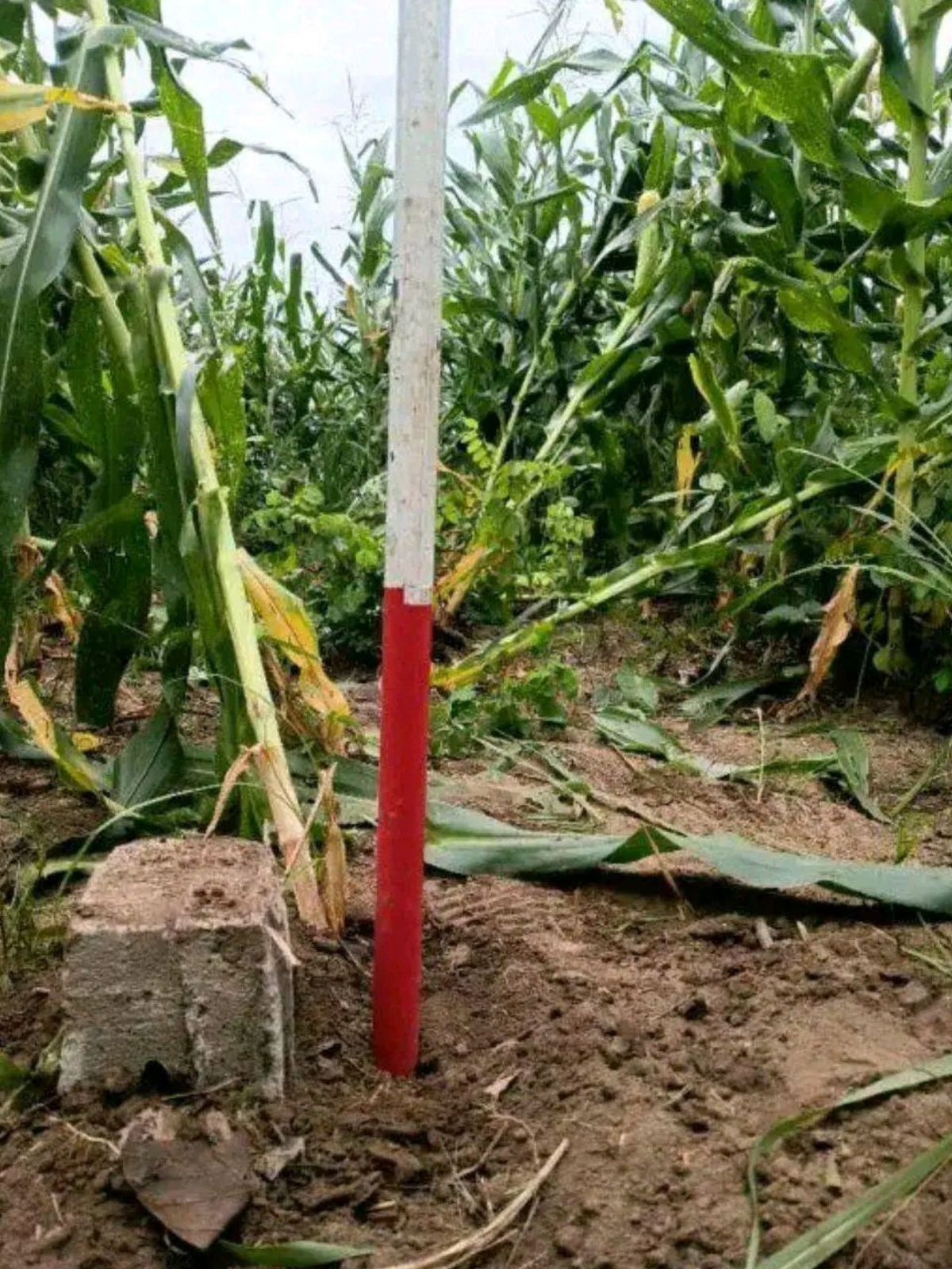 TERRAINS AGRICOLES À AMOUZOUKOPÉ