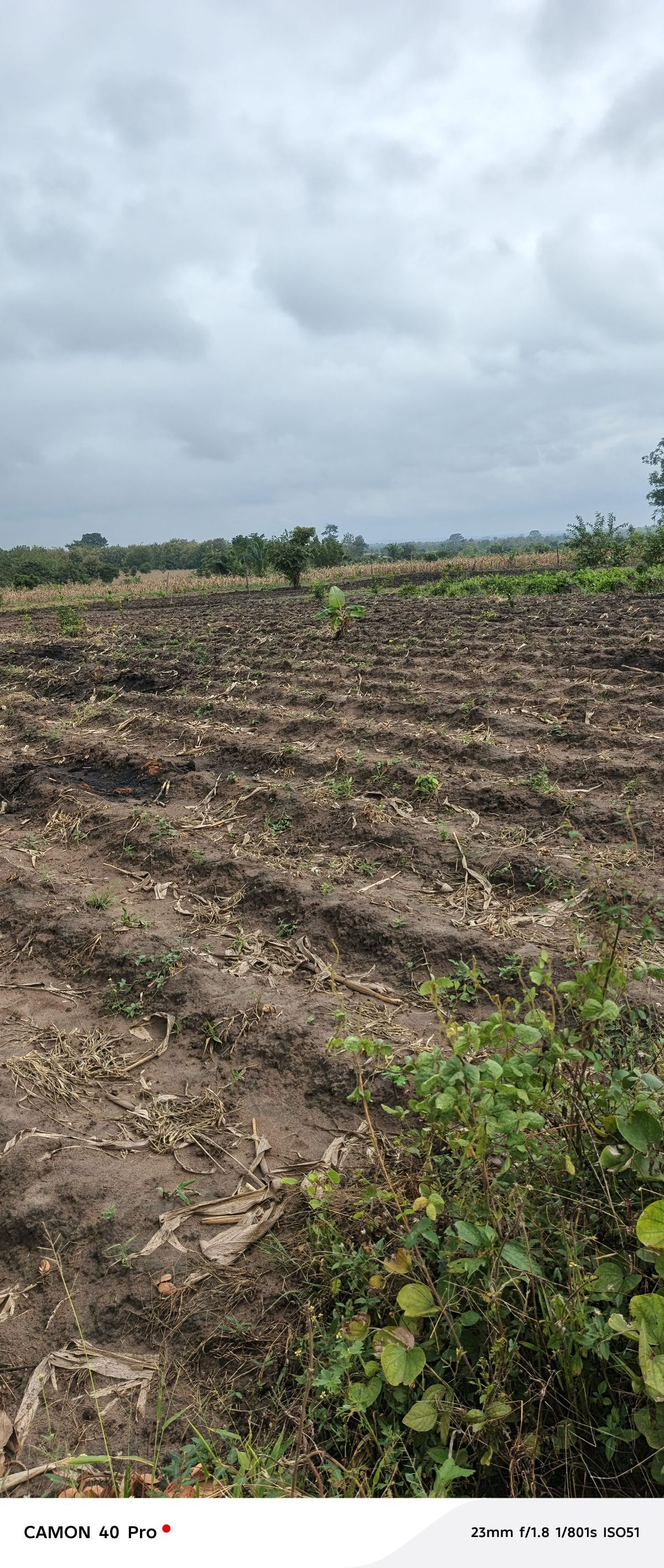 200 HECTARES À VENDRE À KATI