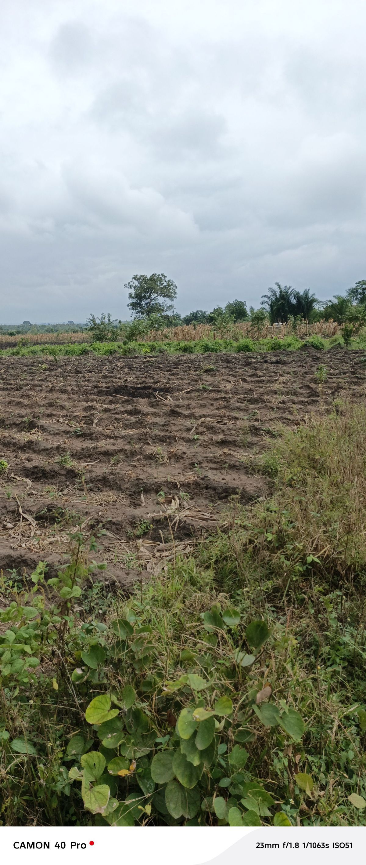 200 HECTARES À VENDRE À KATI - photo 2