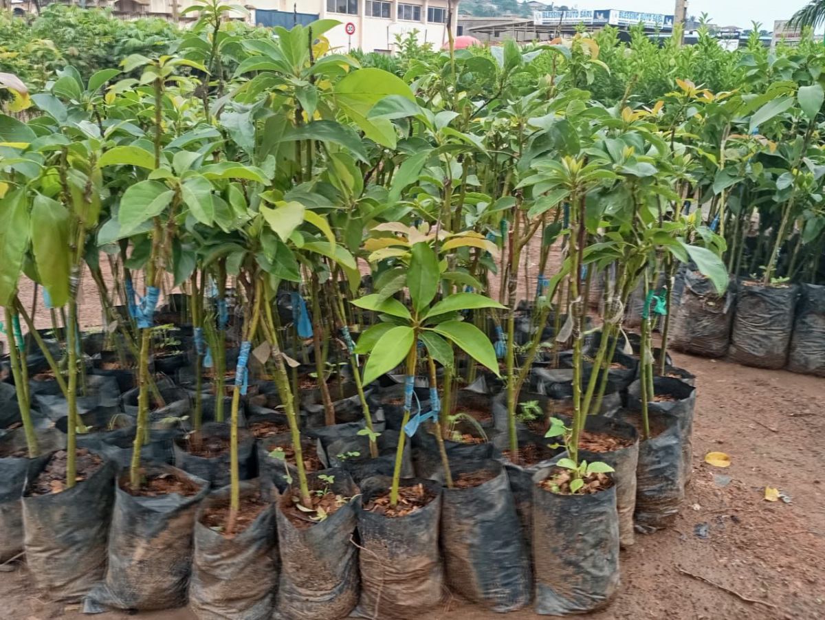 Pépinières des plants agricoles à vendre - photo 2