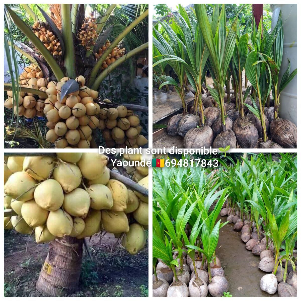 Pépinières des plants agricoles à vendre - photo 3