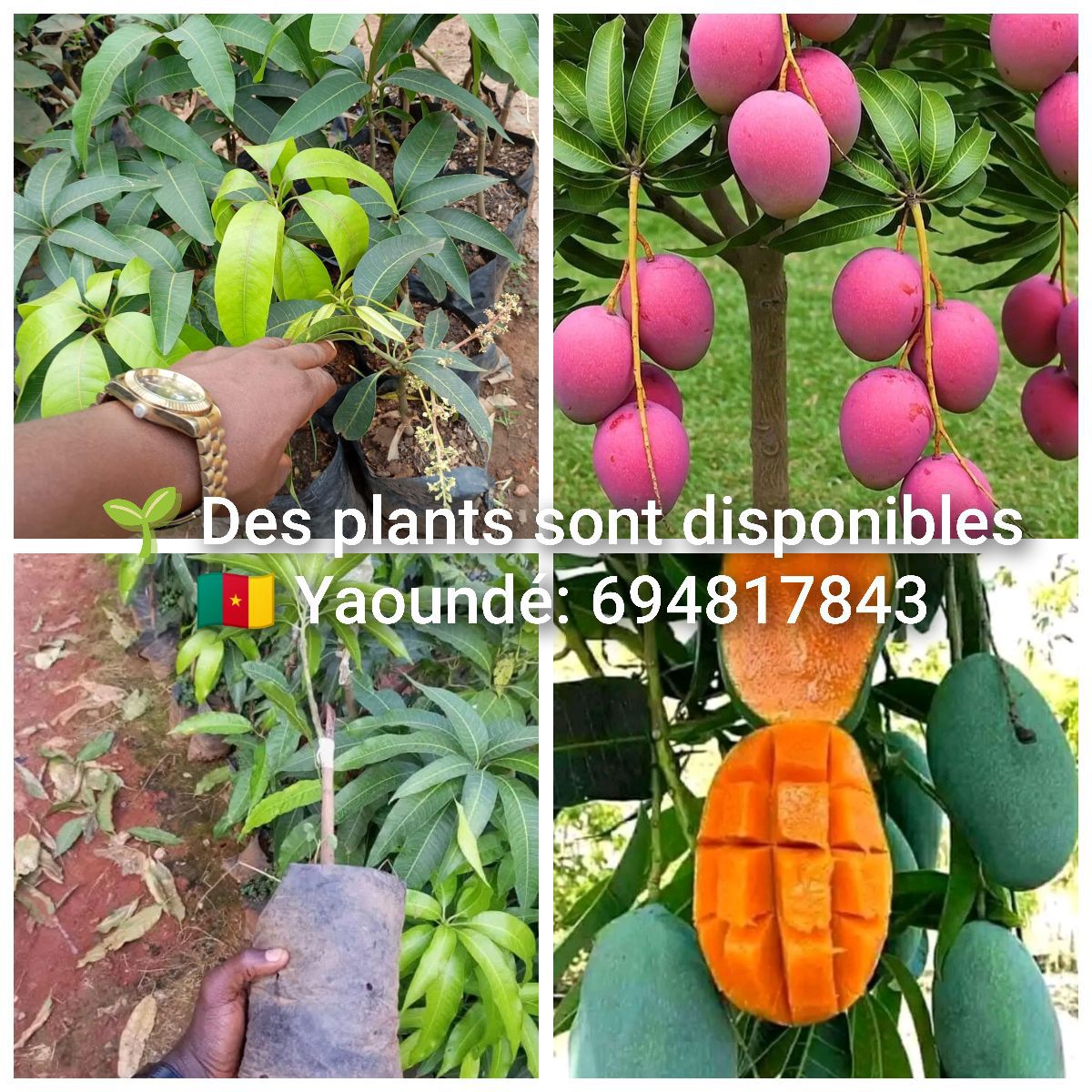 Pépinières des plants agricoles à vendre