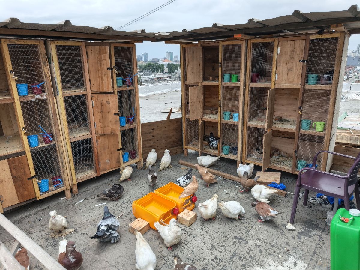 Pigeon Mondain, Texan, Voyageur & Geant Hongrois - photo 3