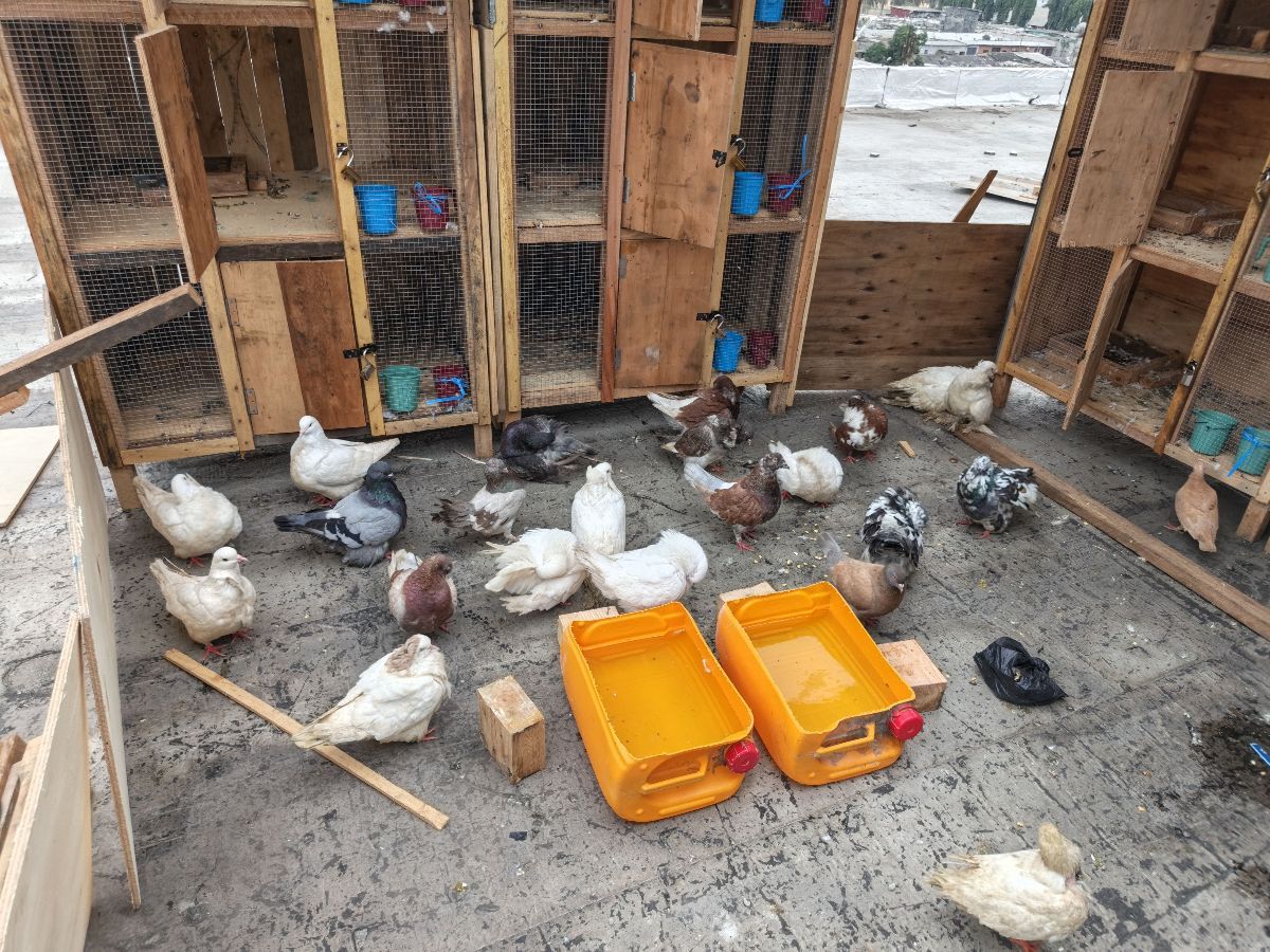 Pigeon Mondain, Texan, Voyageur & Geant Hongrois