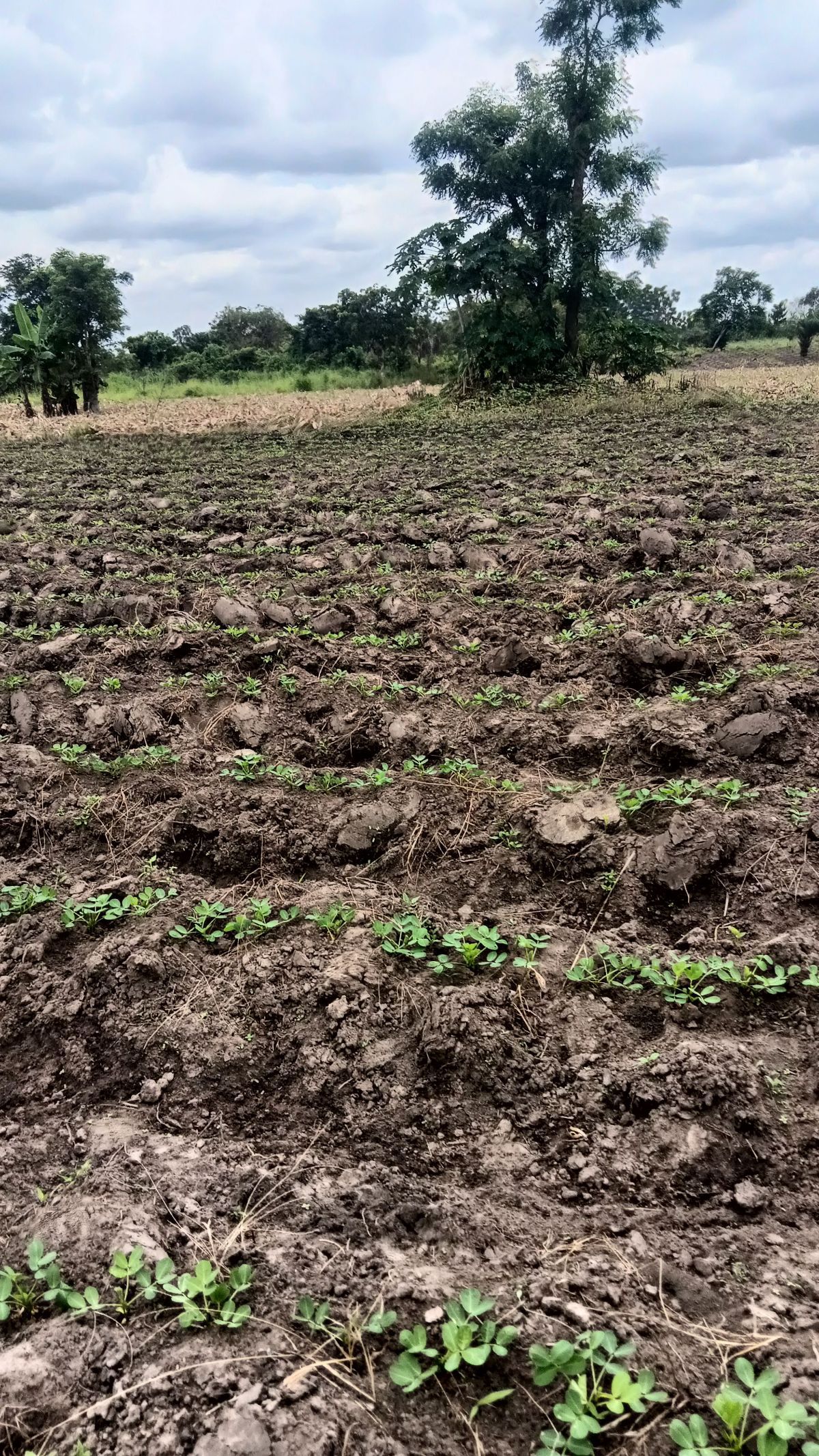 TERRAIN AGRICOLE À AMOUZOUKOPÉ