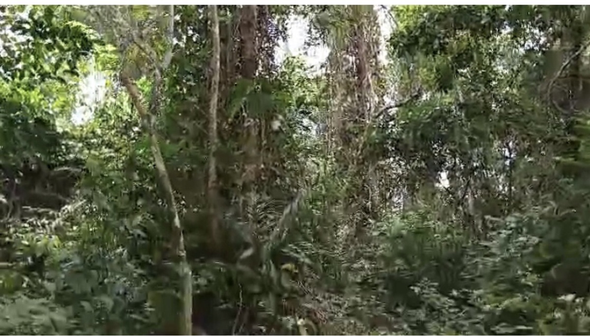 7 hectares de parcelle à Donkoi en Vente