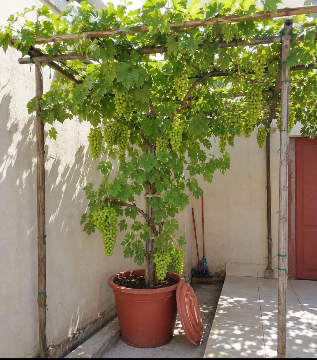 Arbre fruitier - photo 2