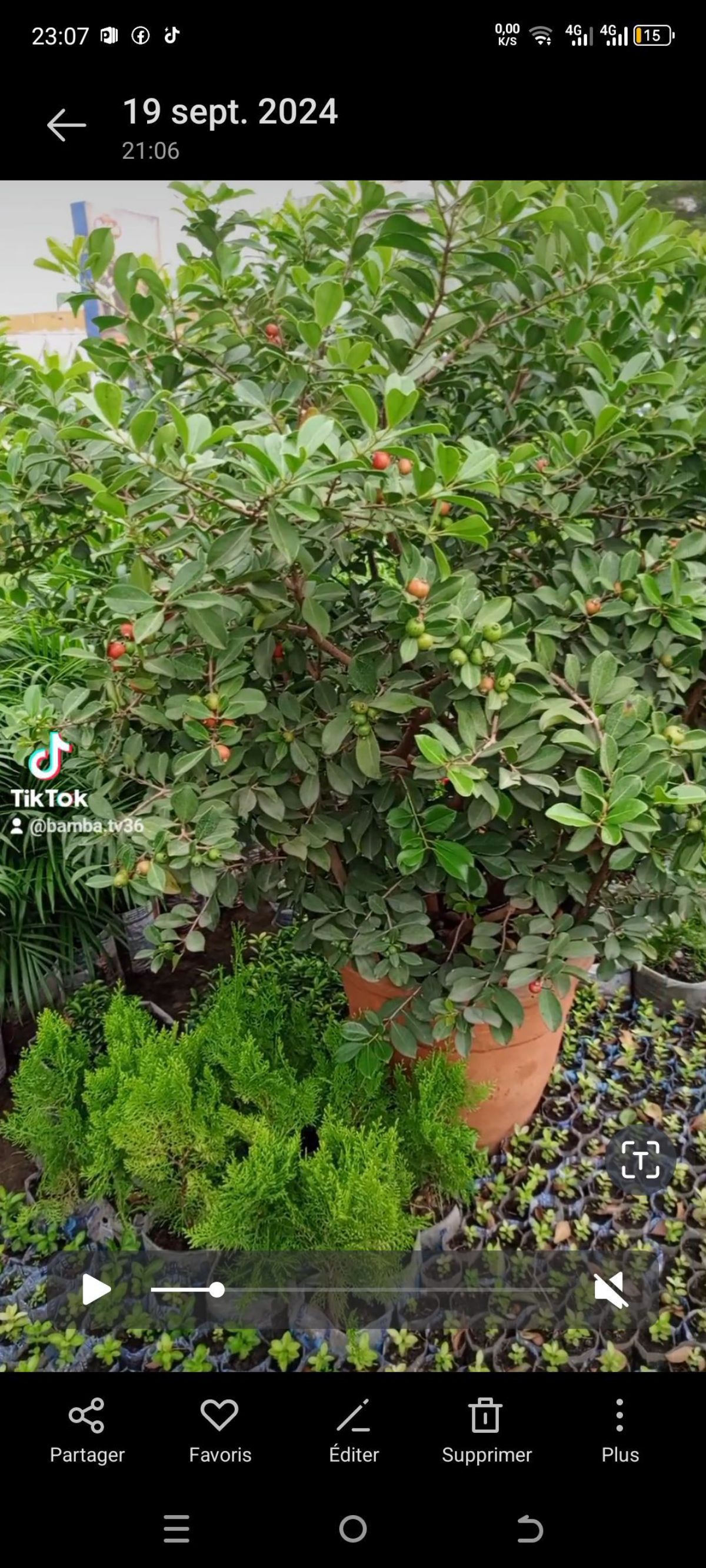 Arbre fruitier