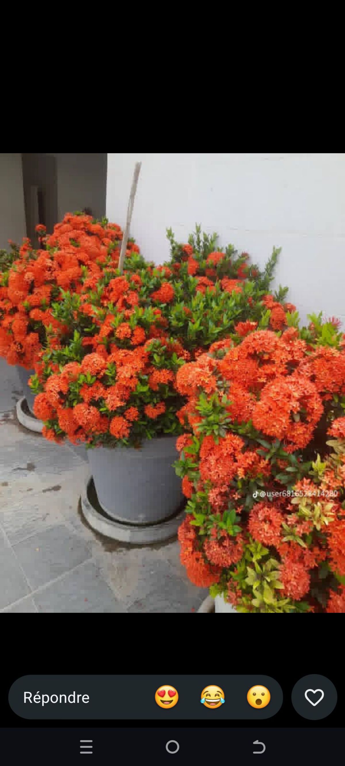 Pommier et autres plantes a vendre - photo 2