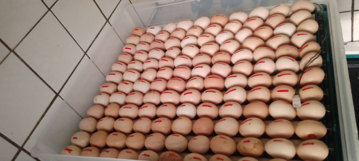 Poussins brahmas Disponible