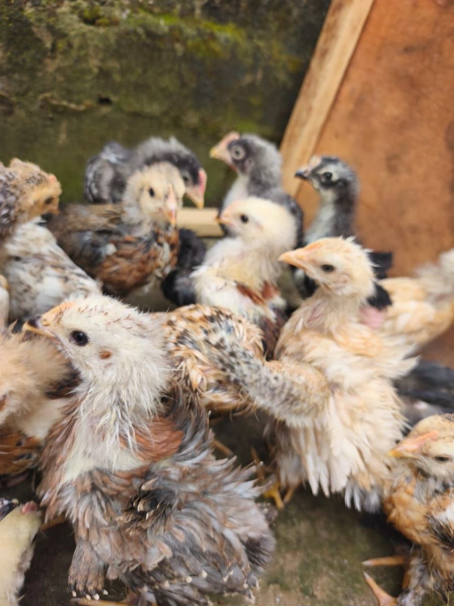 Poussins brahmas Disponible - photo 3