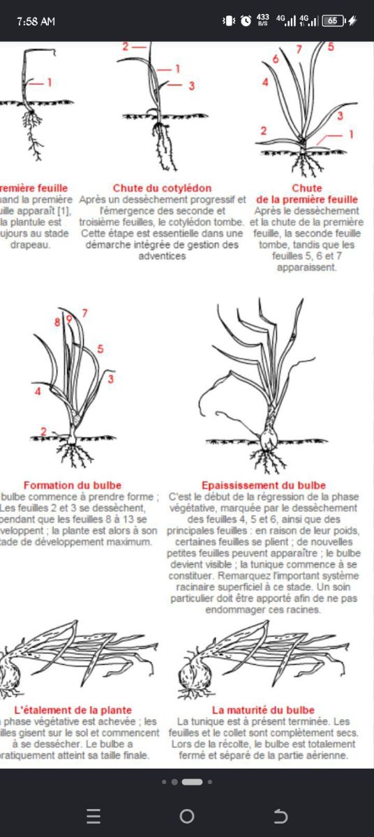 Itinéraire technique pour la production d&rsquo;oignons