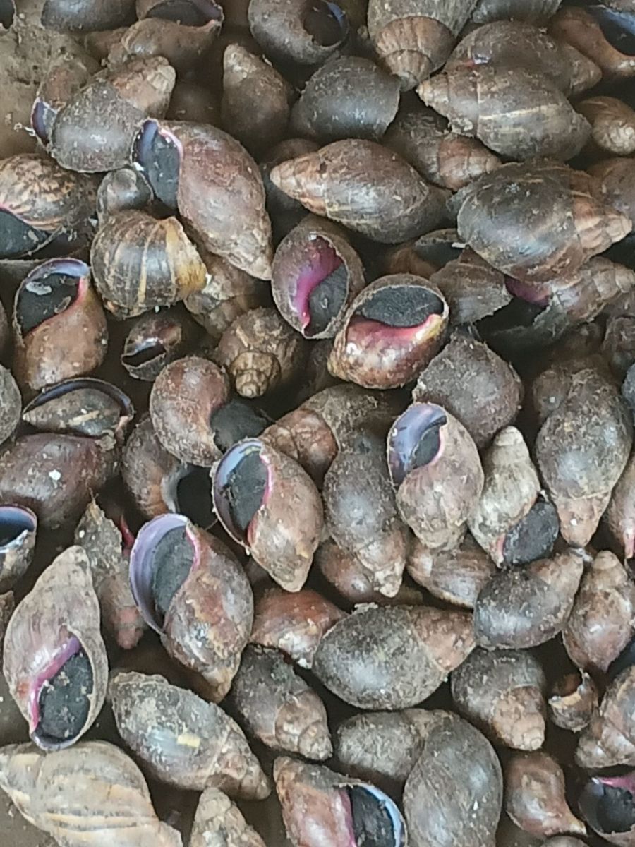 Escargots à vendre - photo 2