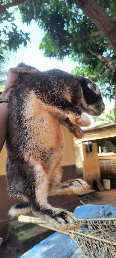 Lapin Cunni Kratos