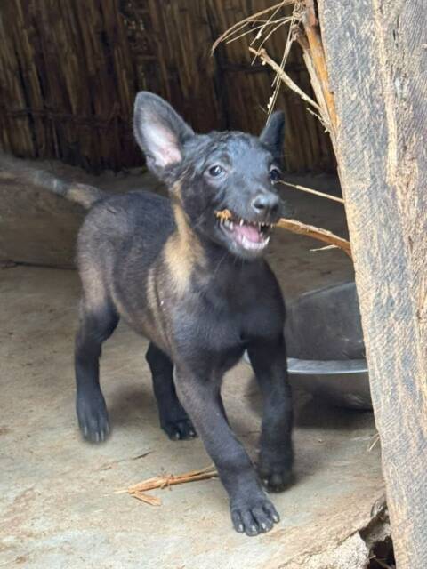 Chiot berger malinois super charbonne disponible