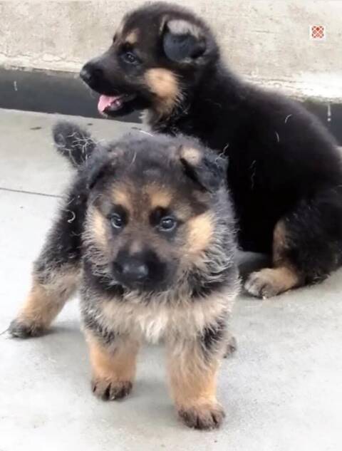 Chiot berger allemand disponibles