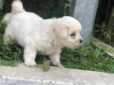 Chiot bichon maltais disponibles