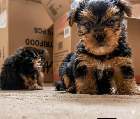 Chiot Yorkshire terrier disponibles actuellement