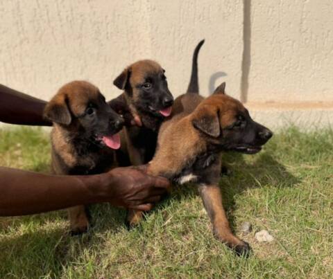Berger malinois