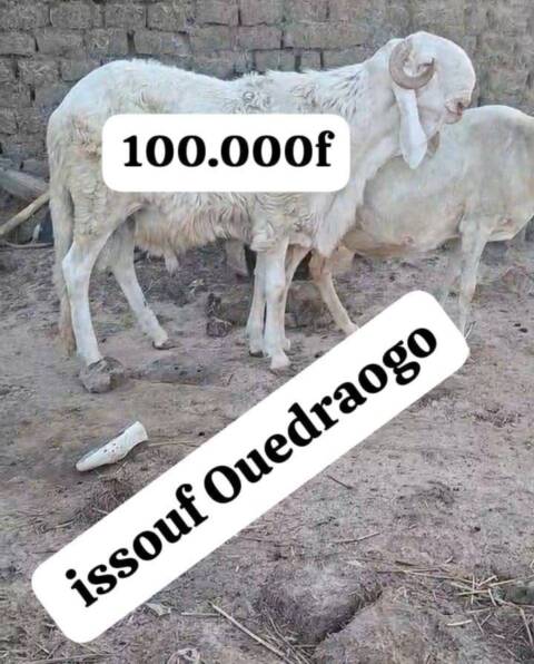 Moutons de qualité à vendre
