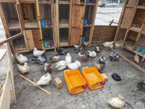 Pigeon Mondain, Texan, Voyageur & Geant Hongrois