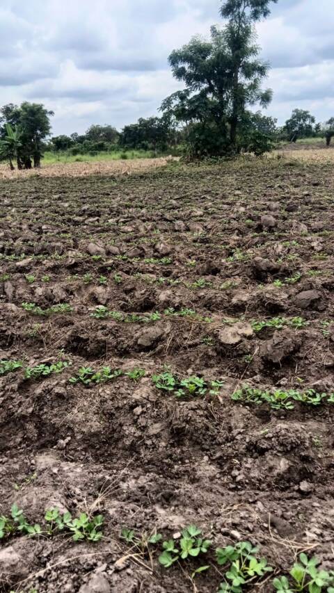 TERRAIN AGRICOLE À AMOUZOUKOPÉ