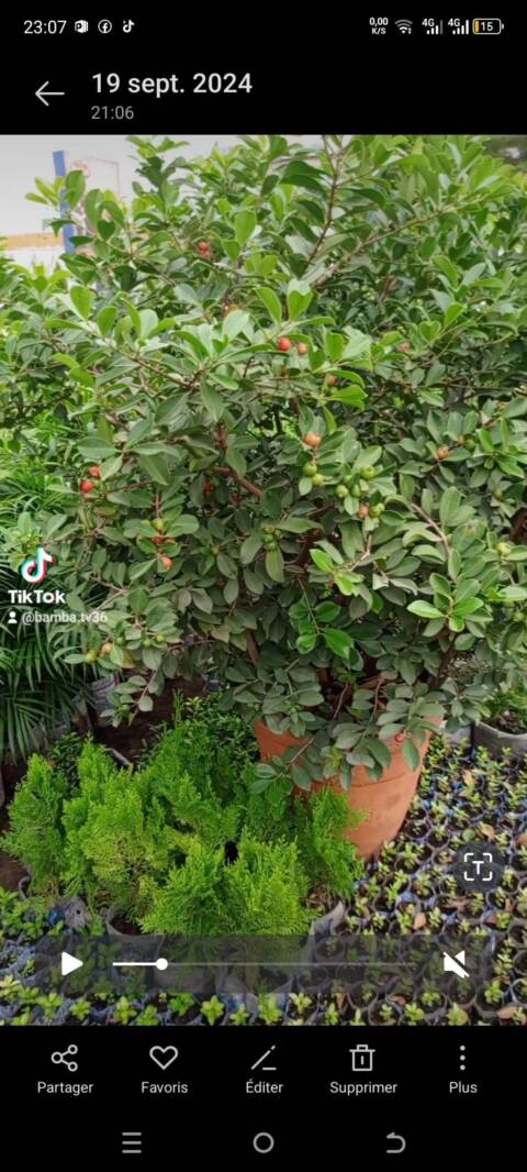 Arbre fruitier