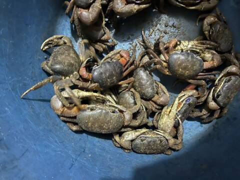 Crabes a vendre