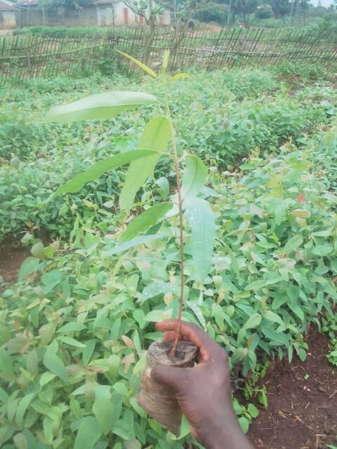 Des plans a plantule et fruitier a bon prix