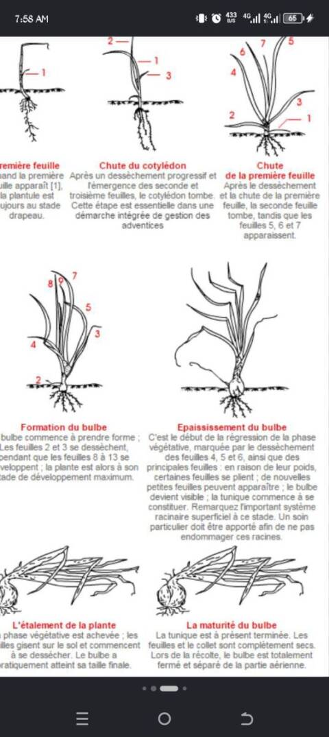 Itinéraire technique pour la production d&rsquo;oignons