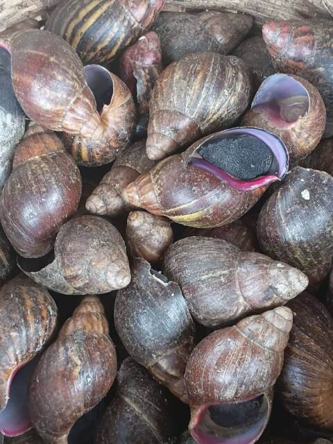 Escargots à vendre