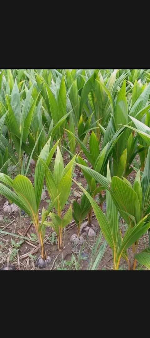 Jeunes plants de cocotiers